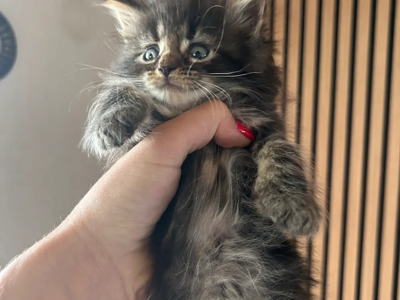 Billede 7 - Maine Coon blandings killinger