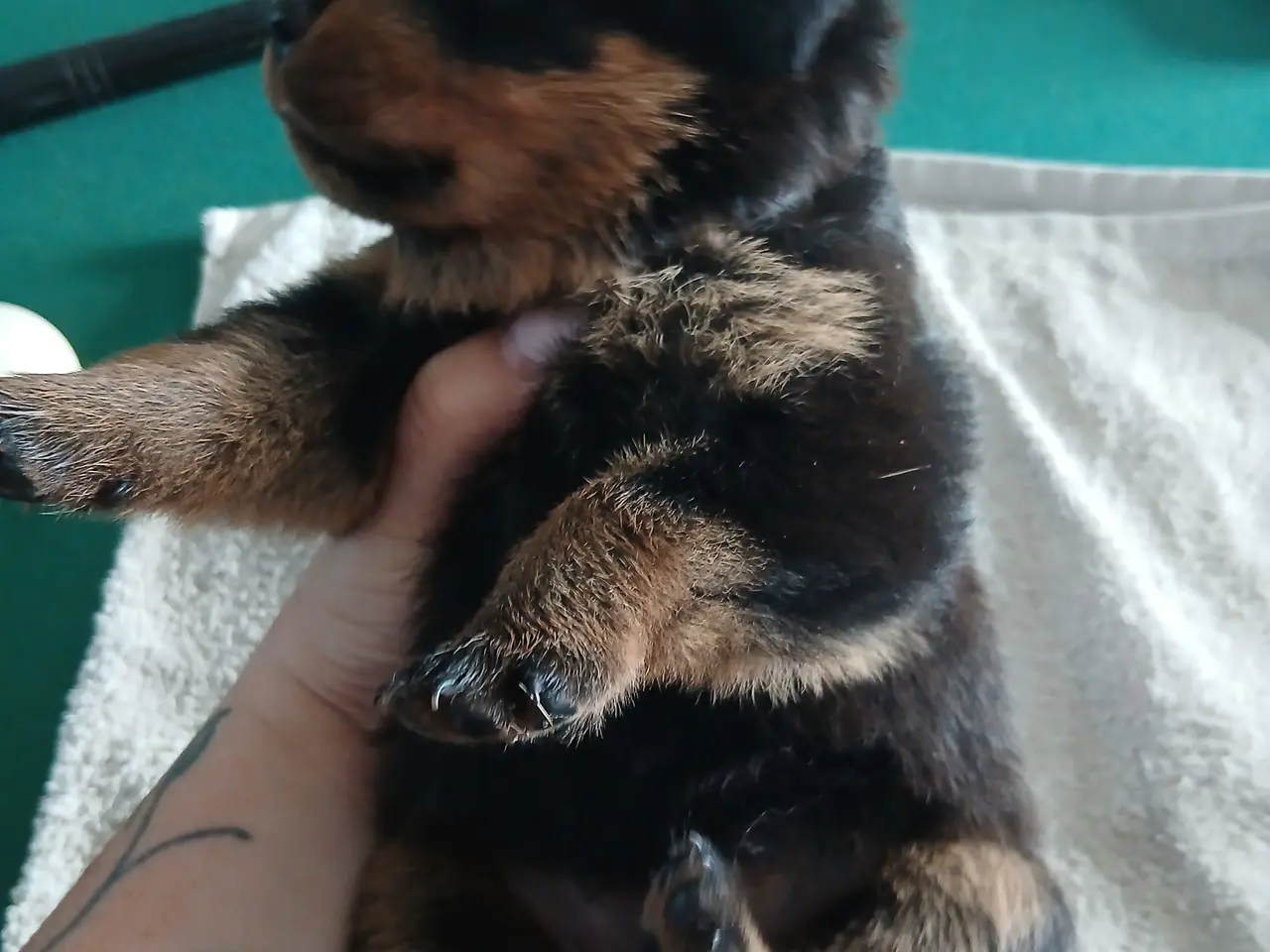 Billede 4 - Rottweiler hvalpe 3 uger