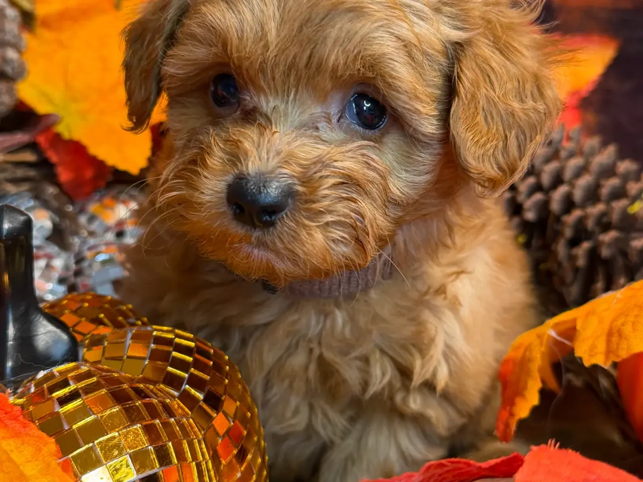 Billede 7 - Skønne mini Maltipoo hvalpe