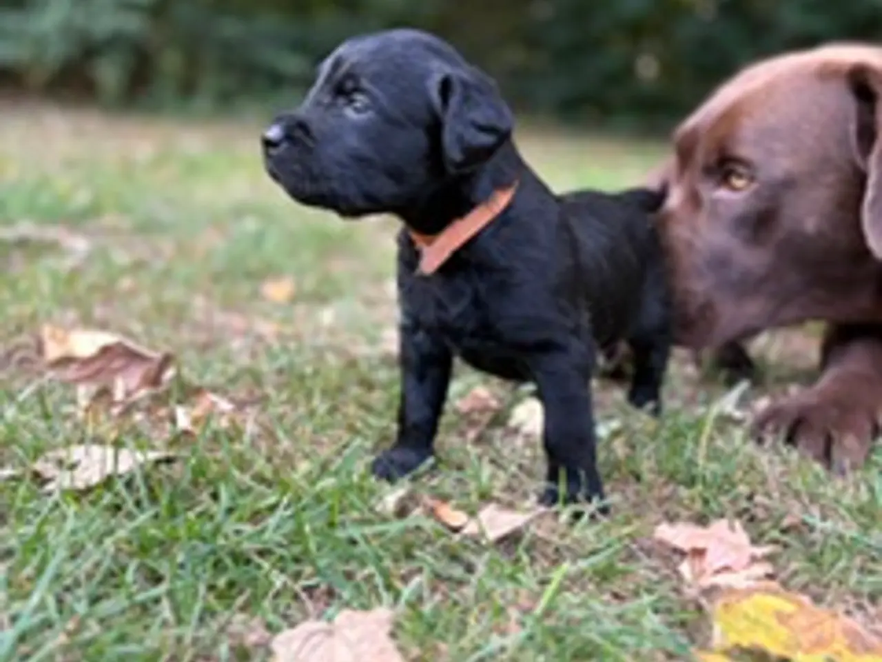 Billede 7 - Helt fantastiske Labradoodle sælges
