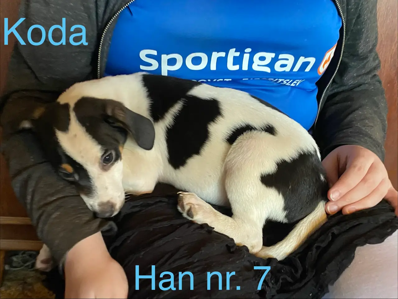 Billede 7 - Hundehvalpe Dansk/svenskgårdhunde