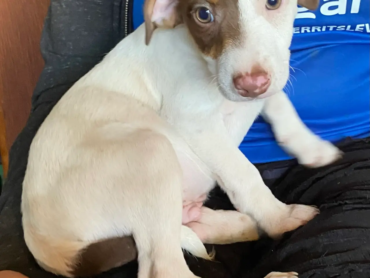 Billede 2 - Hundehvalpe Dansk/svenskgårdhunde