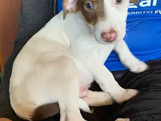 Hundehvalpe Dansk/svenskgårdhunde