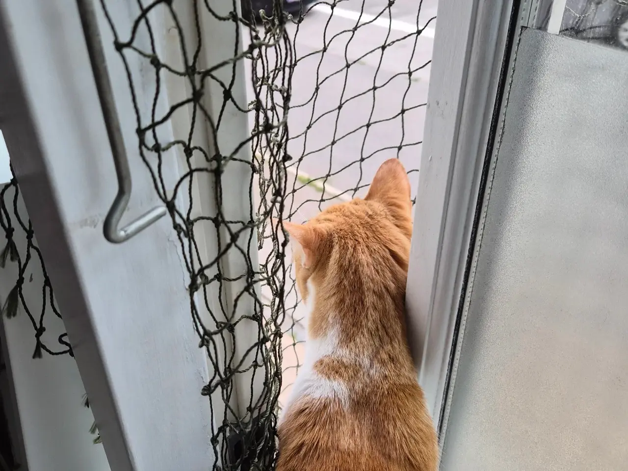 Billede 10 - Cats looking for new loving forever home