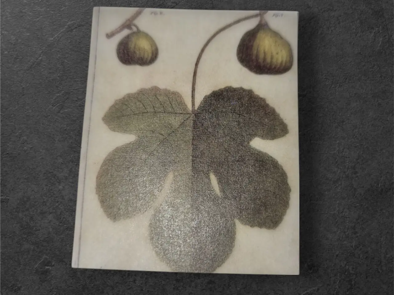 Billede 1 - Botanisk mini-tryk: Elegant figenillustration