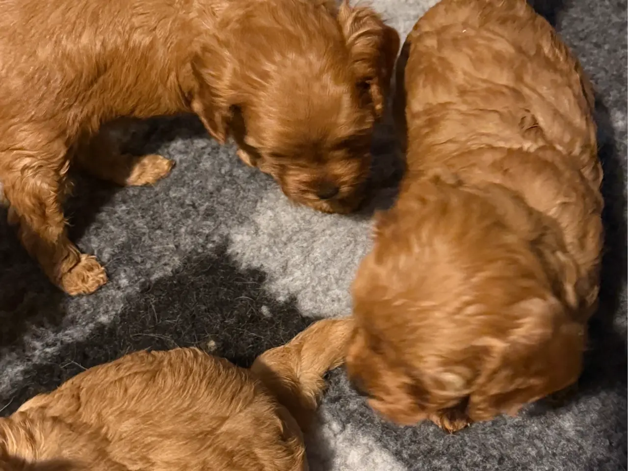Billede 5 - Cavapoo hvalpe F1