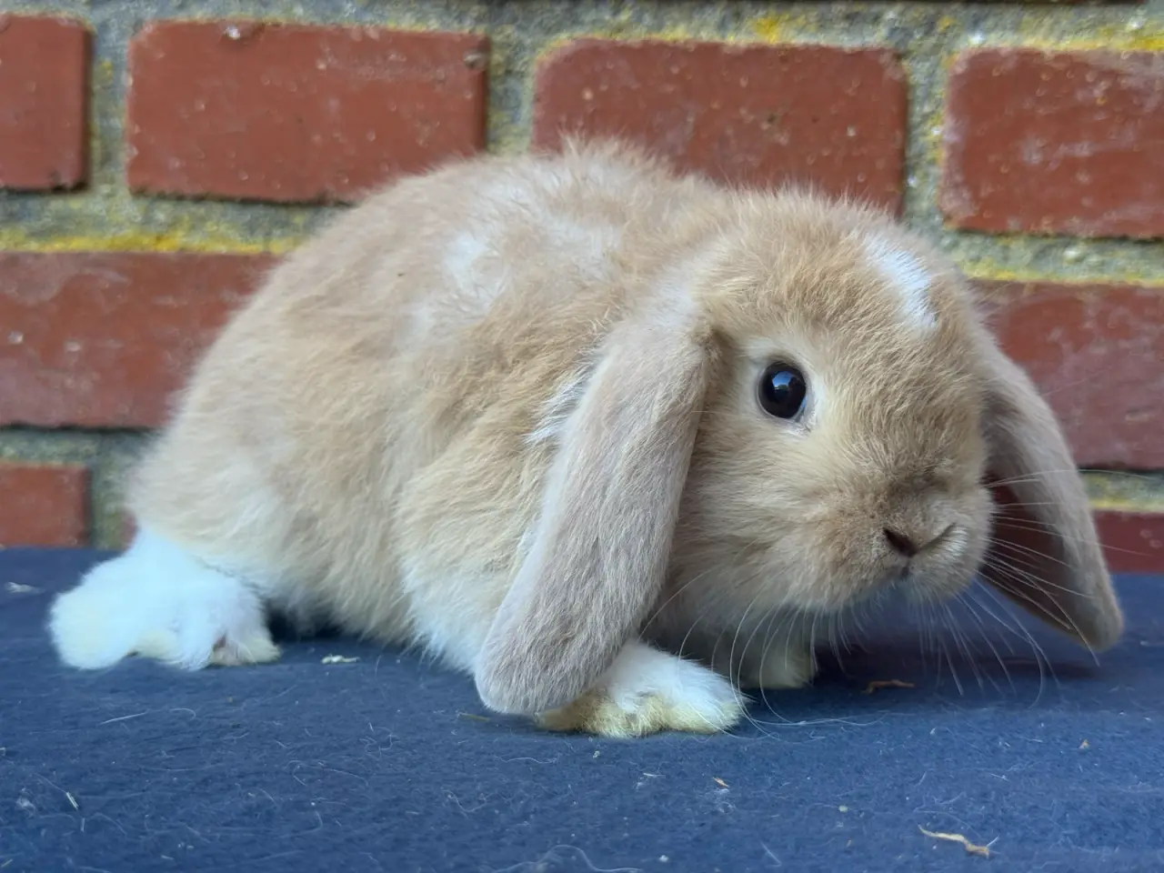 Billede 6 - Mini lop han kanin