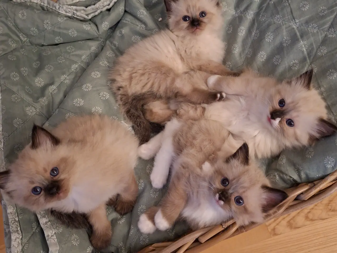 Billede 4 - Skønne Ragdoll killinger 🐾🤎
