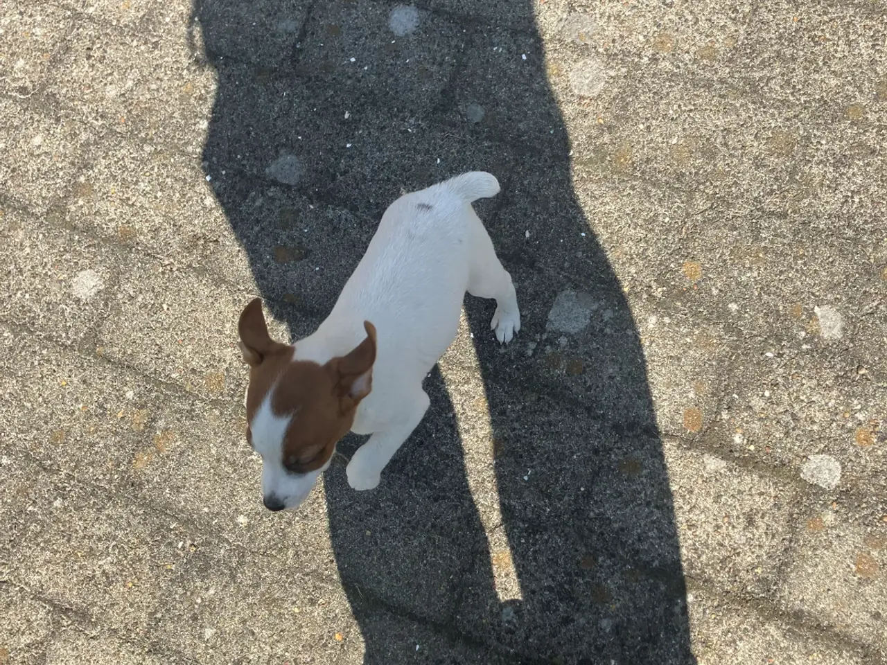 Billede 12 - Jack Russel hvalpe
