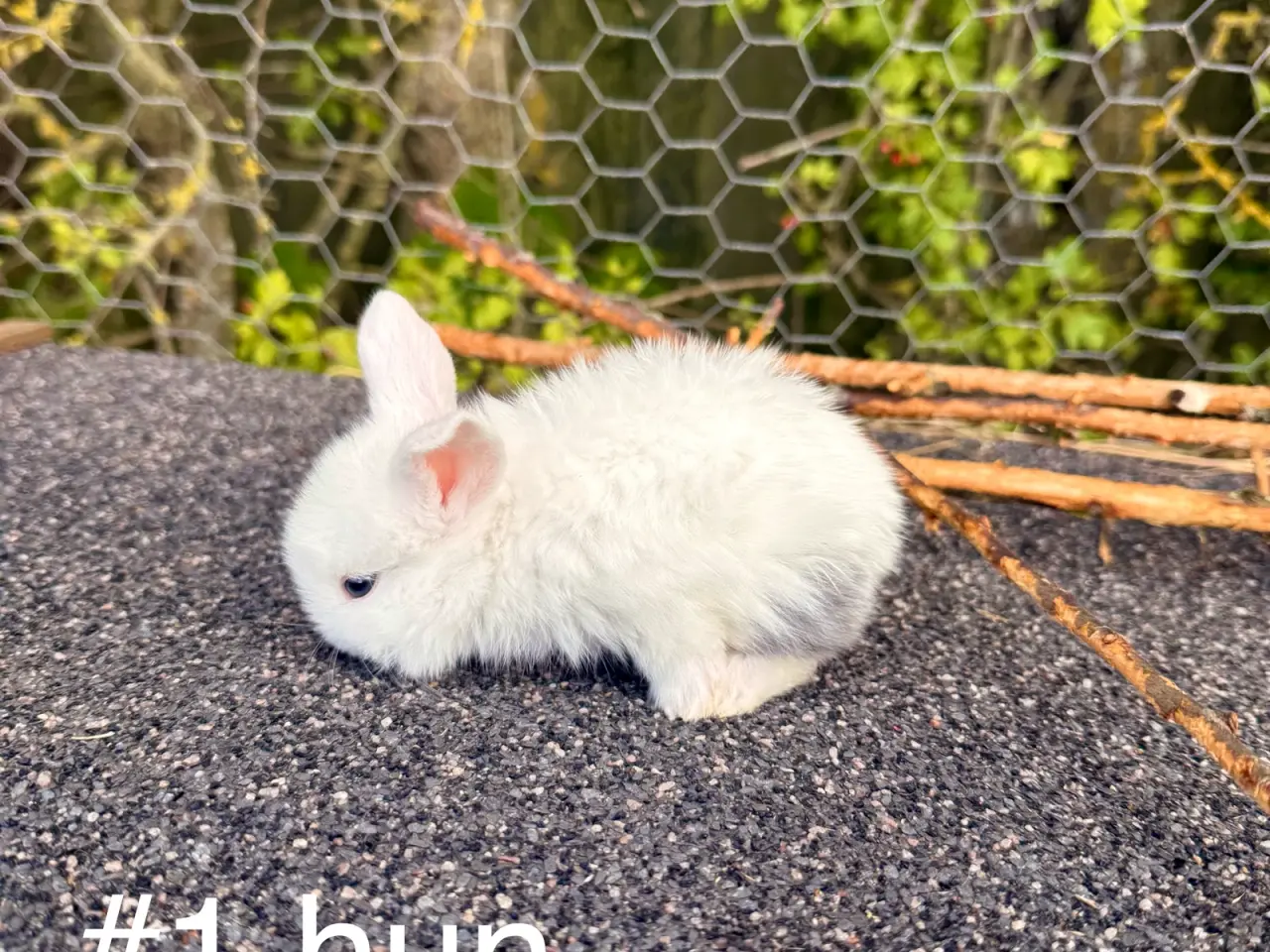 Billede 4 - Mini Lop kaninunger