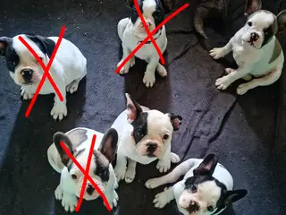 Französische Bulldoggen