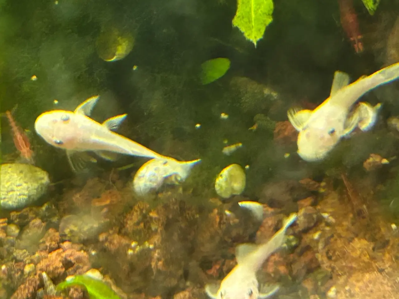 Billede 6 - ❄️🐟 Snow White Ancistrus – flotte hvide maller