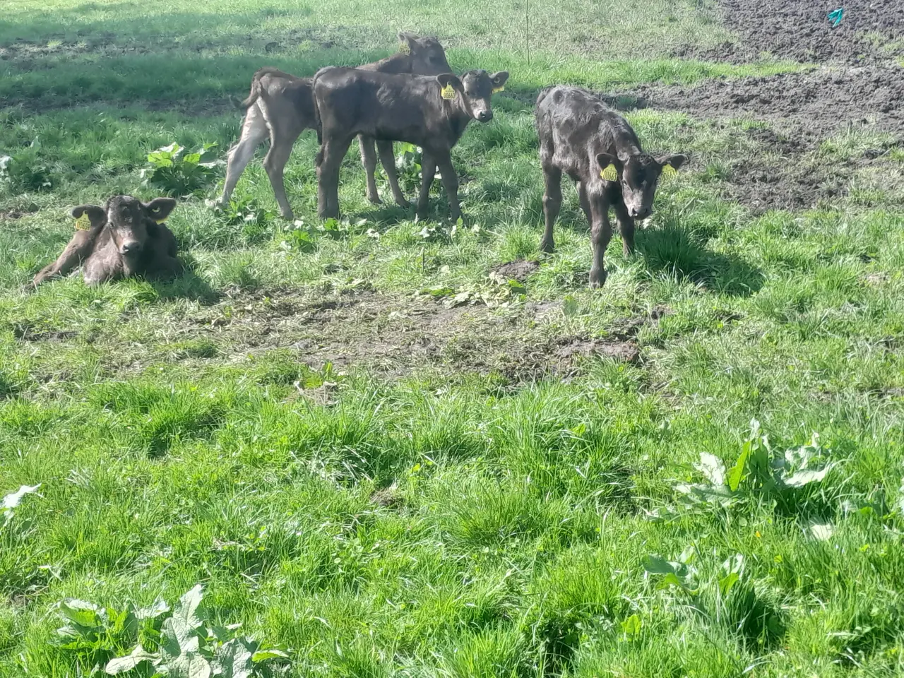 Billede 1 - Wagyu i alle aldre.