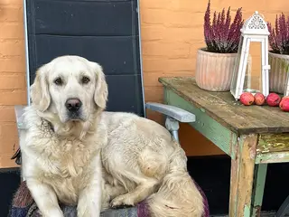 Golden Retriever-hvalpe søger deres nye familier - 5