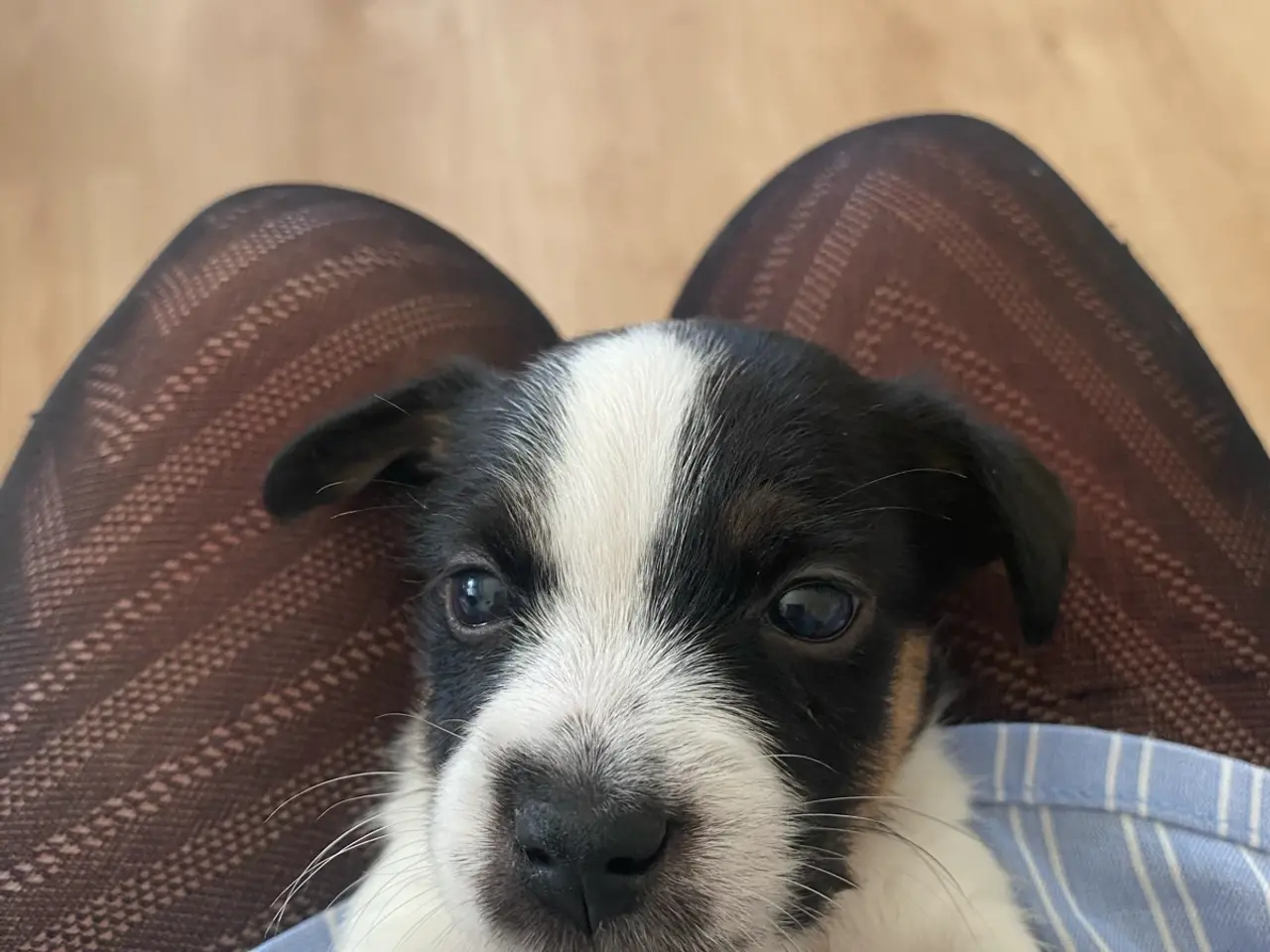 Billede 1 - Jack russel terrier