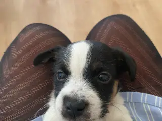 Jack russel terrier