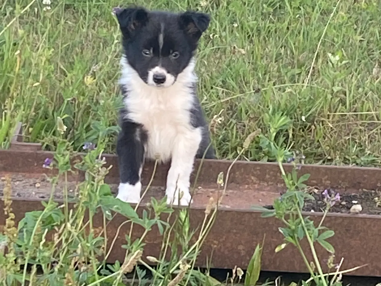 Billede 6 - Border Collie