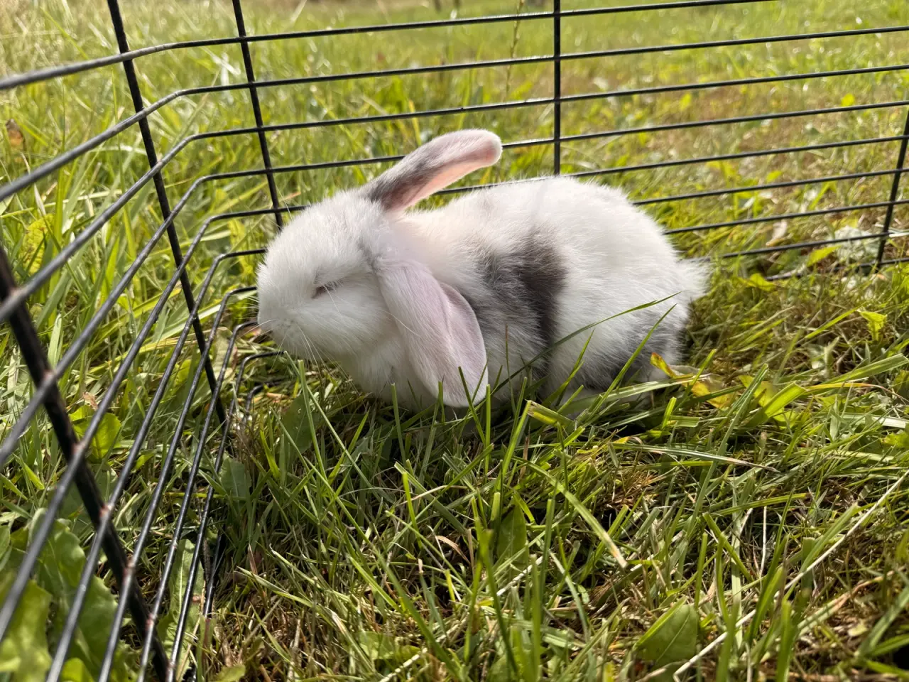 Billede 3 - Mini Lop kaninunge på 8 uger
