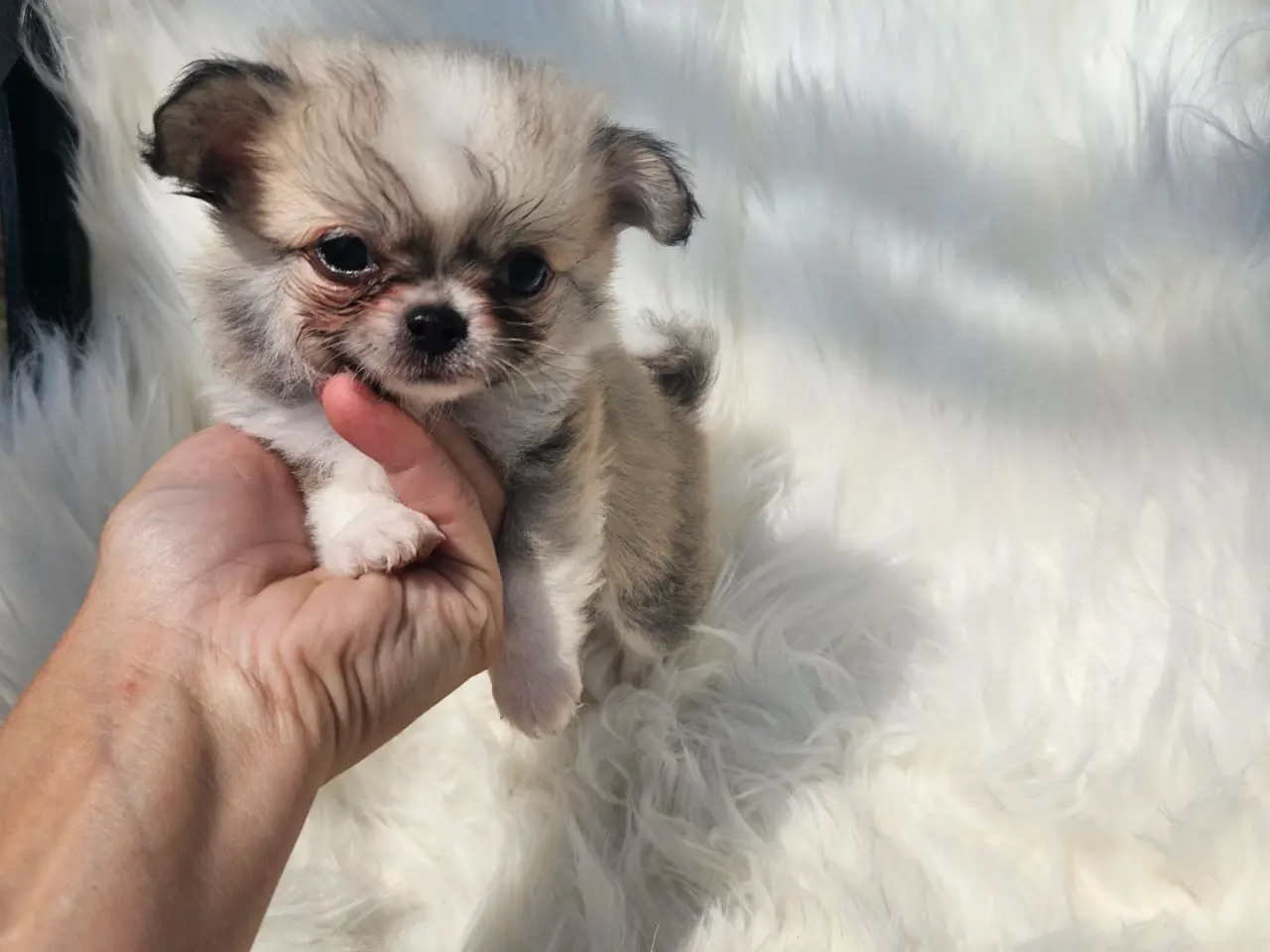 Billede 7 - Lille chihuahua drenge