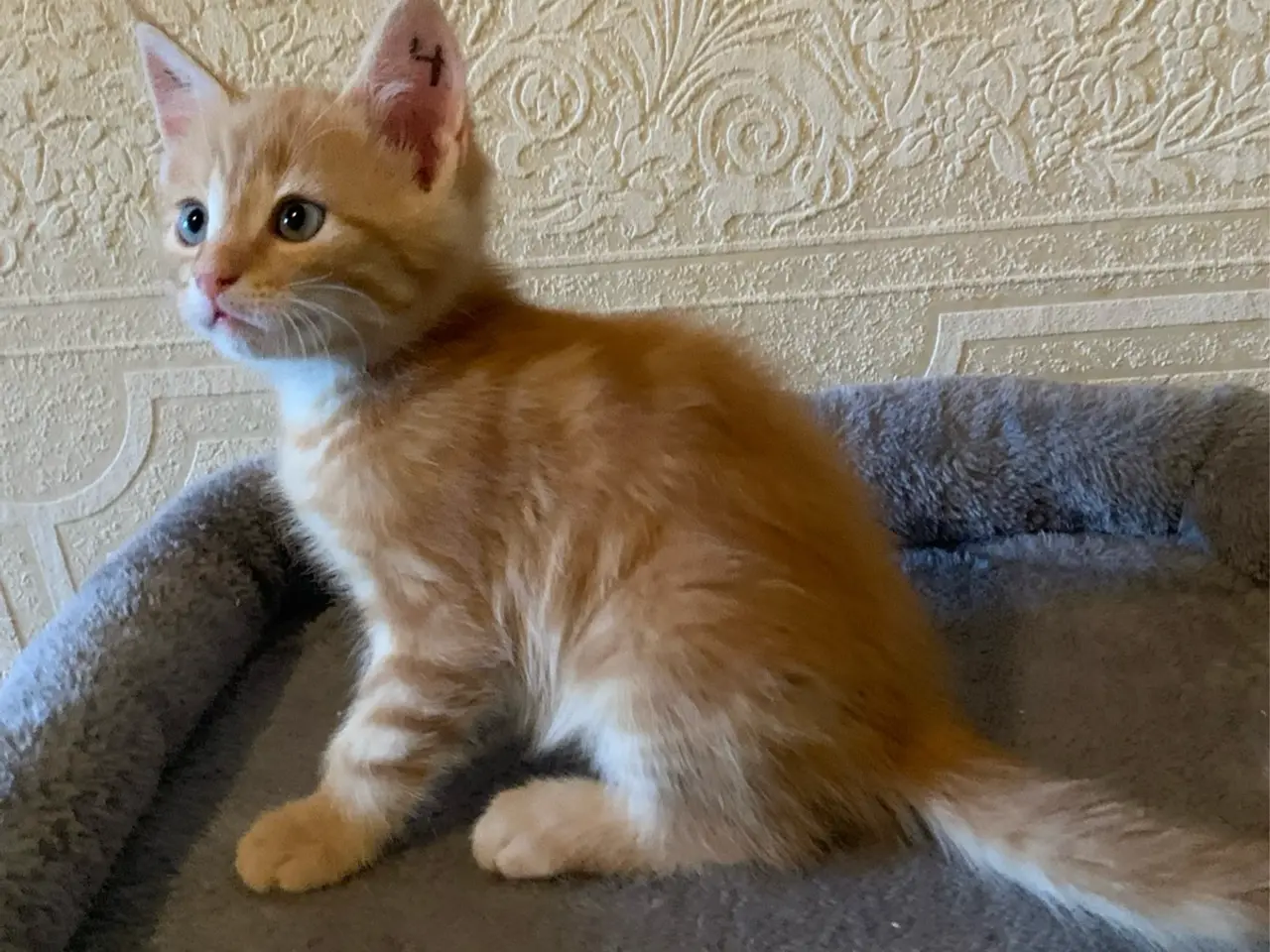 Billede 8 - 25 % mainecoon killinger
