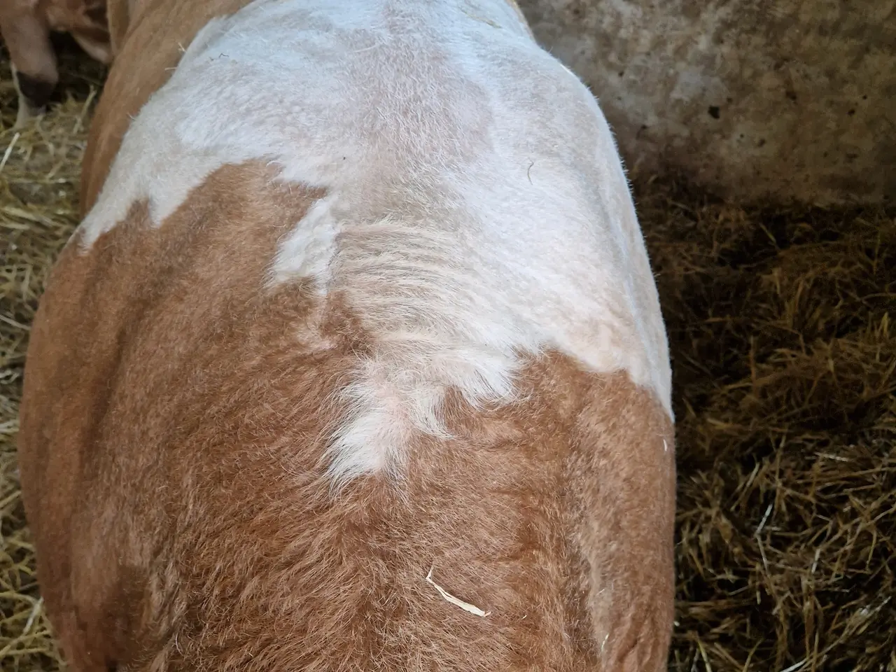 Billede 3 - Simmental tyr