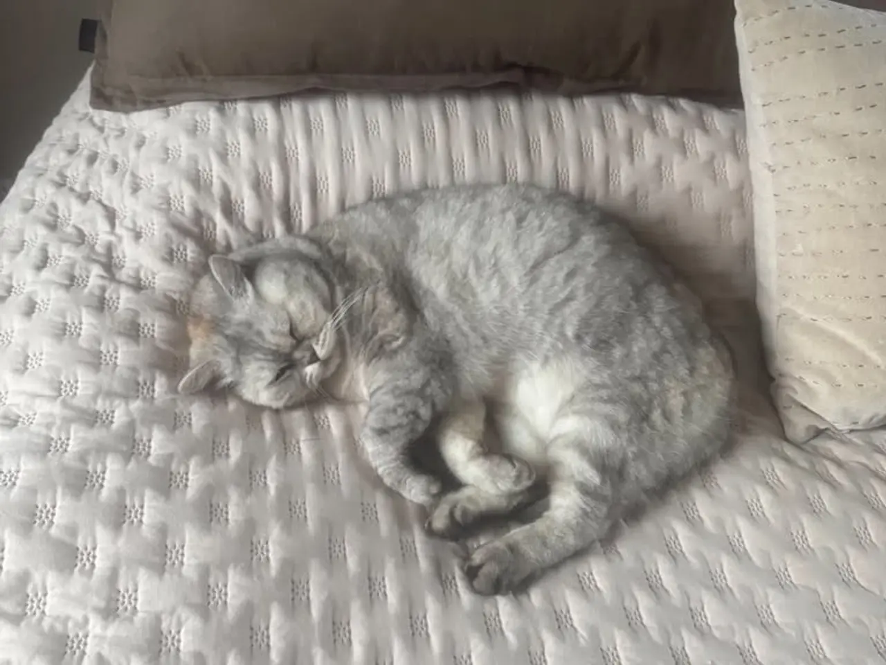 Billede 4 - Smuk British shorthair