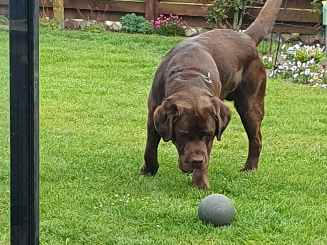 Billede 2 - Brun labrador Teddy
