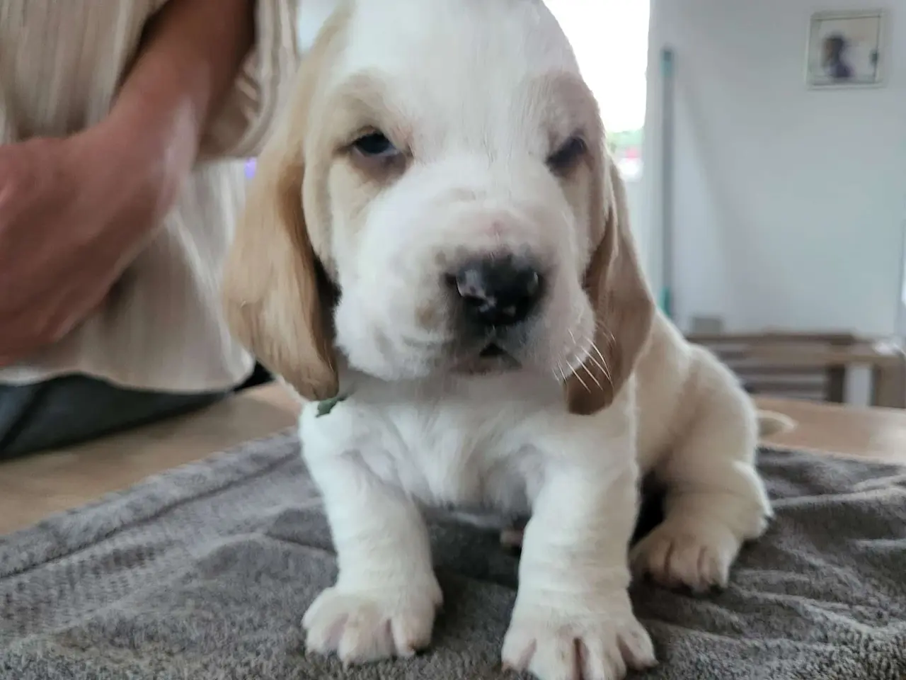 Billede 2 - Basset Hound Hvalpe