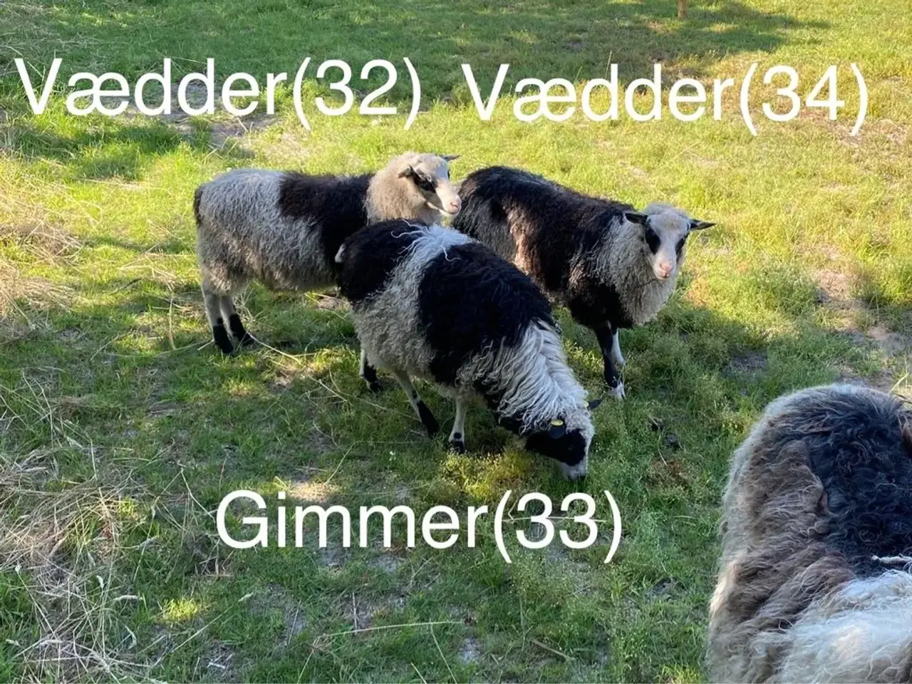 Billede 5 - Spælsau