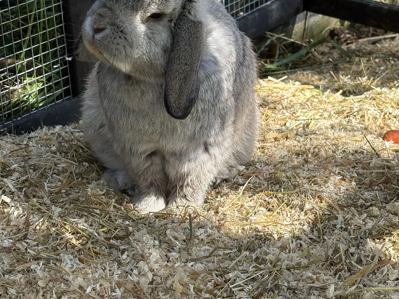Billede 1 - Sød kanin 🐰 