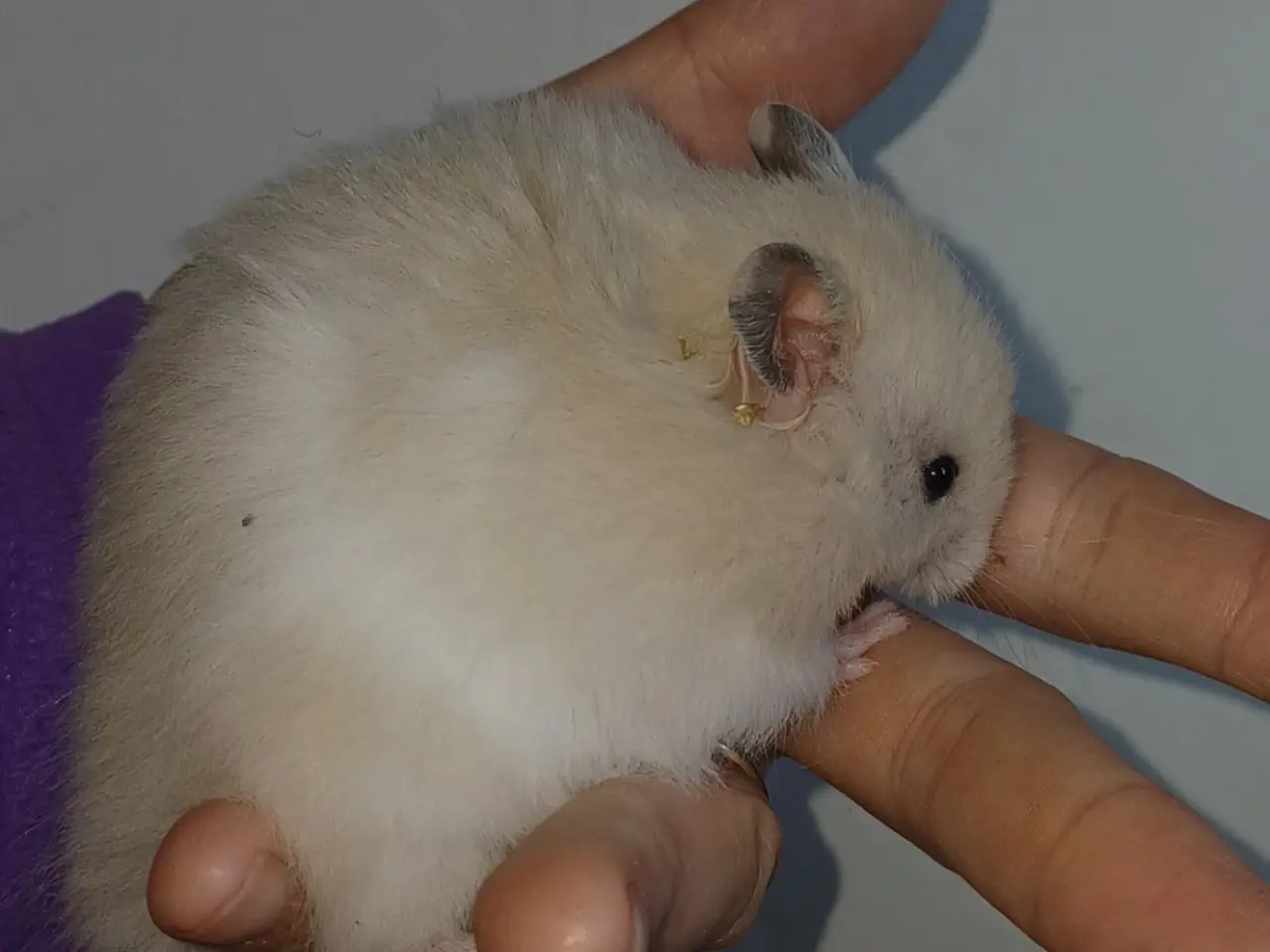 Billede 18 - Guldhamster unger