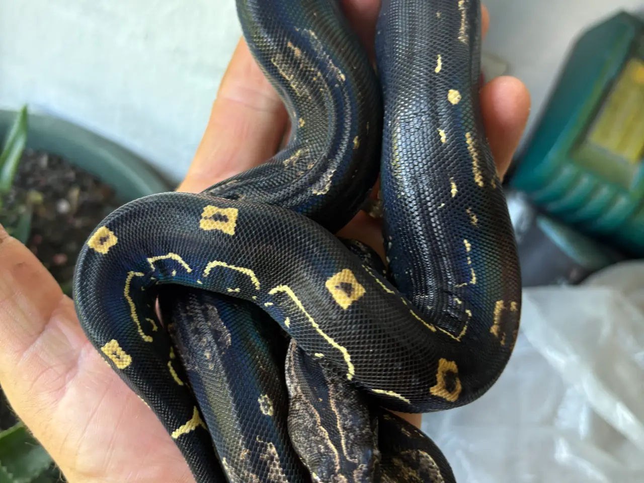 Billede 8 - Boa constrictor Keltic IMG poss Leopard Kahl A