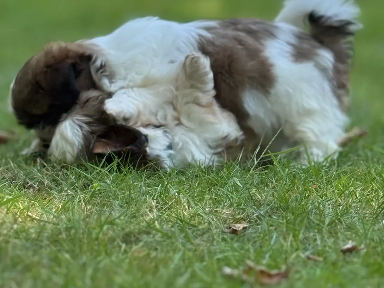 Billede 3 - Dejlig shih tzu drenge