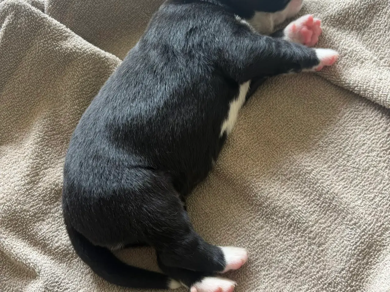 Billede 6 - Labrador/berner sennen blanding