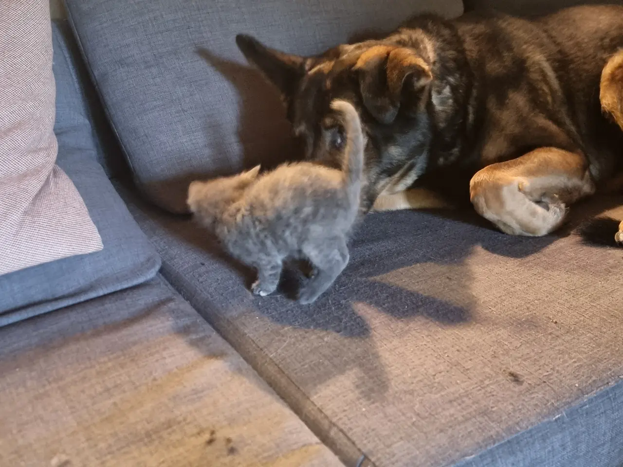 Billede 4 - Katte killinger