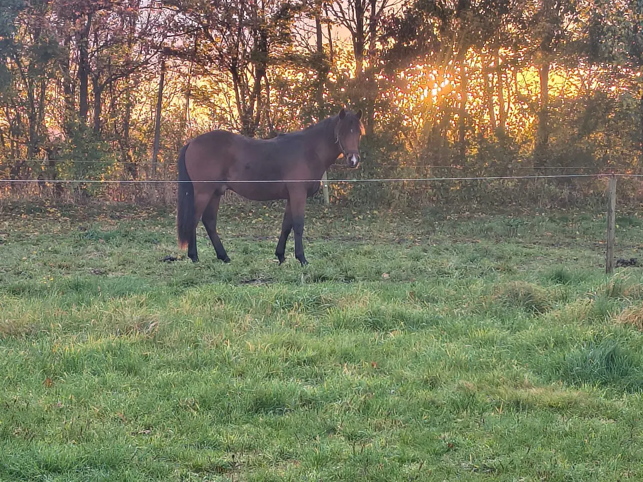 Billede 8 - New Forest vallak 