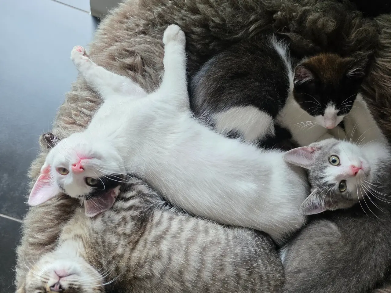 Billede 1 - 🐱 Søde renlige kattekillinger – stueopdræt