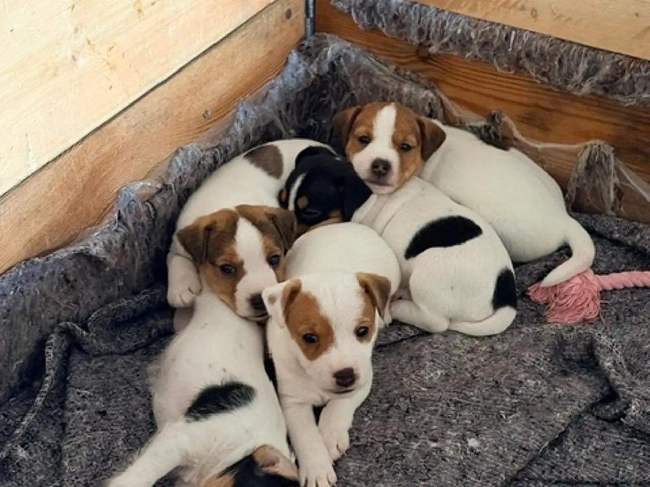 Billede 6 - Parson Russel terrier hvalpe (Jack Russel)