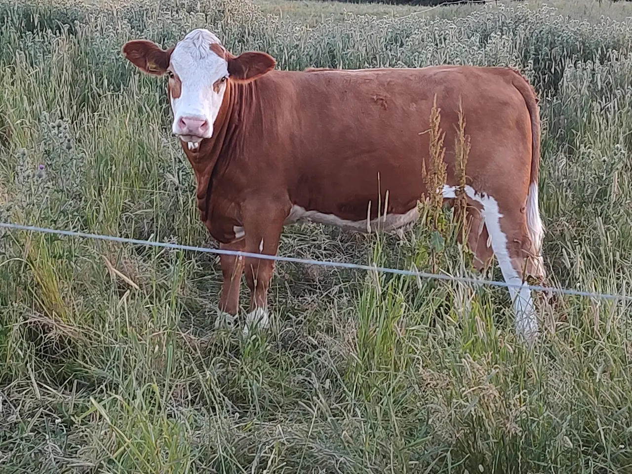 Billede 2 - Simmentaler kvie