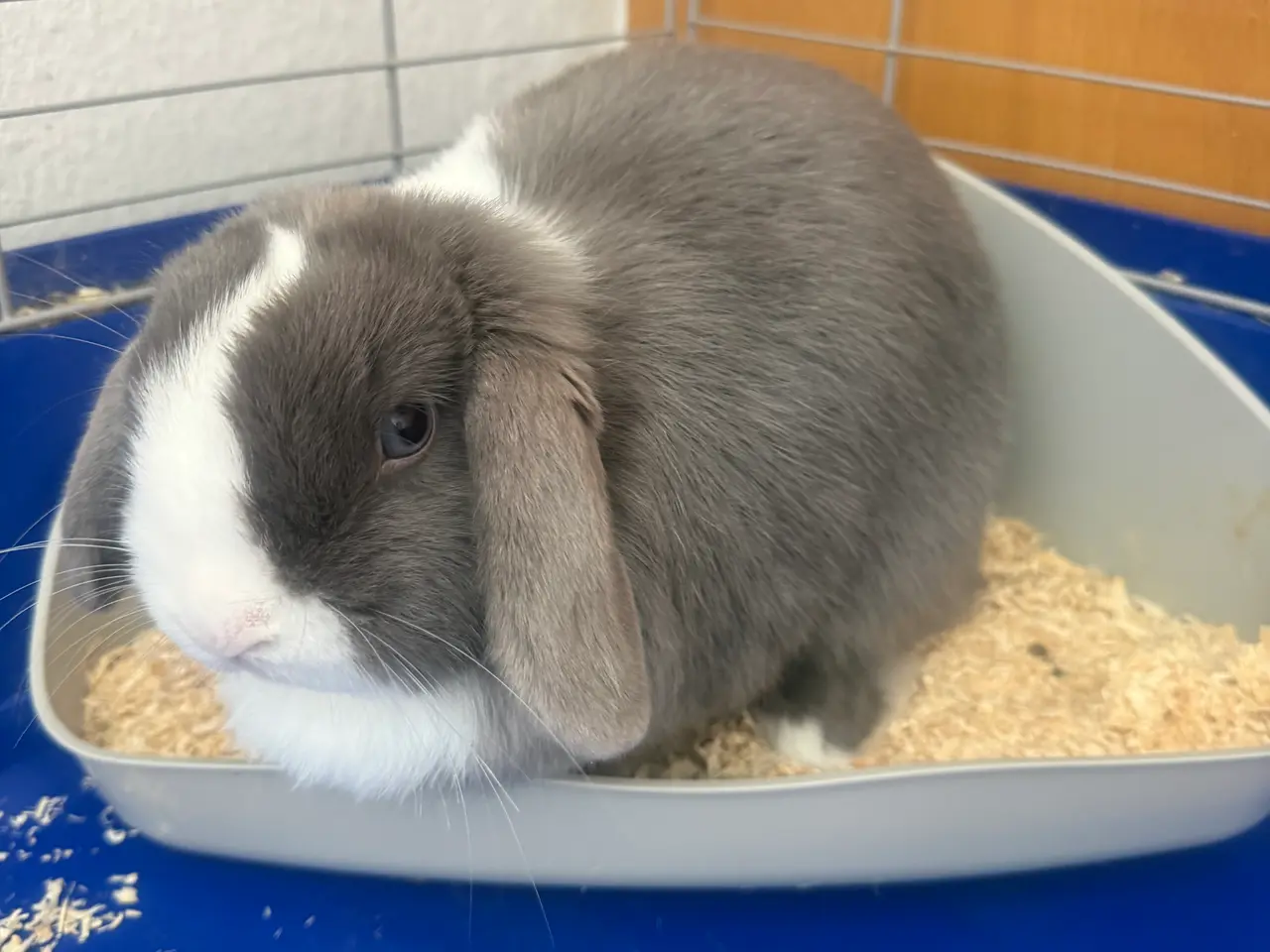 Billede 2 - Mini lop kanin