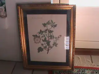 Flora Danica billeder i guldramme
