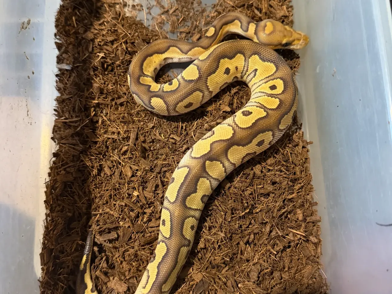 Billede 1 - Konge pyton clown mojave 