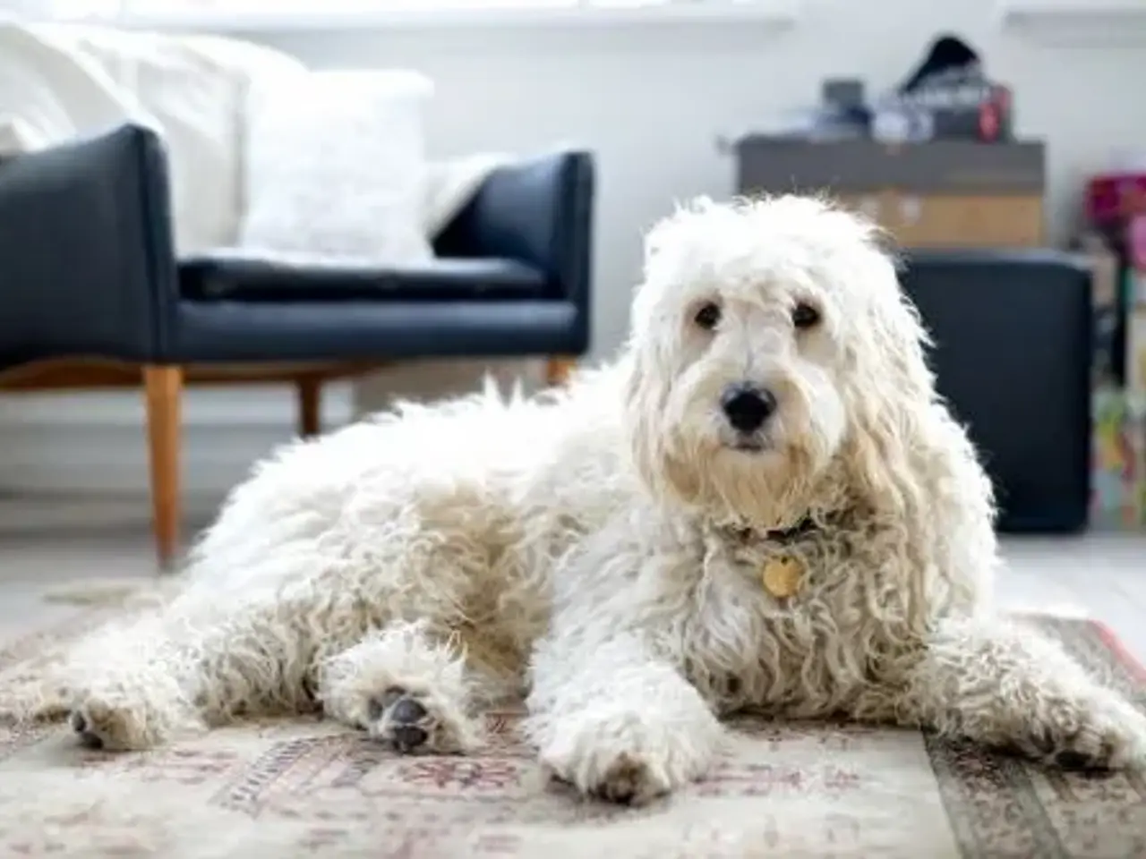 Billede 6 - Goldendoodle og andre doodler