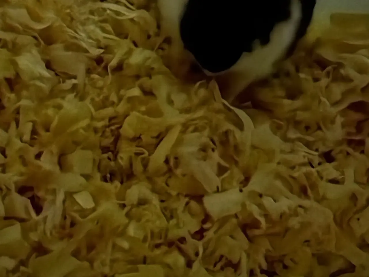 Billede 2 - Søde dværghamstere til salg 🐹