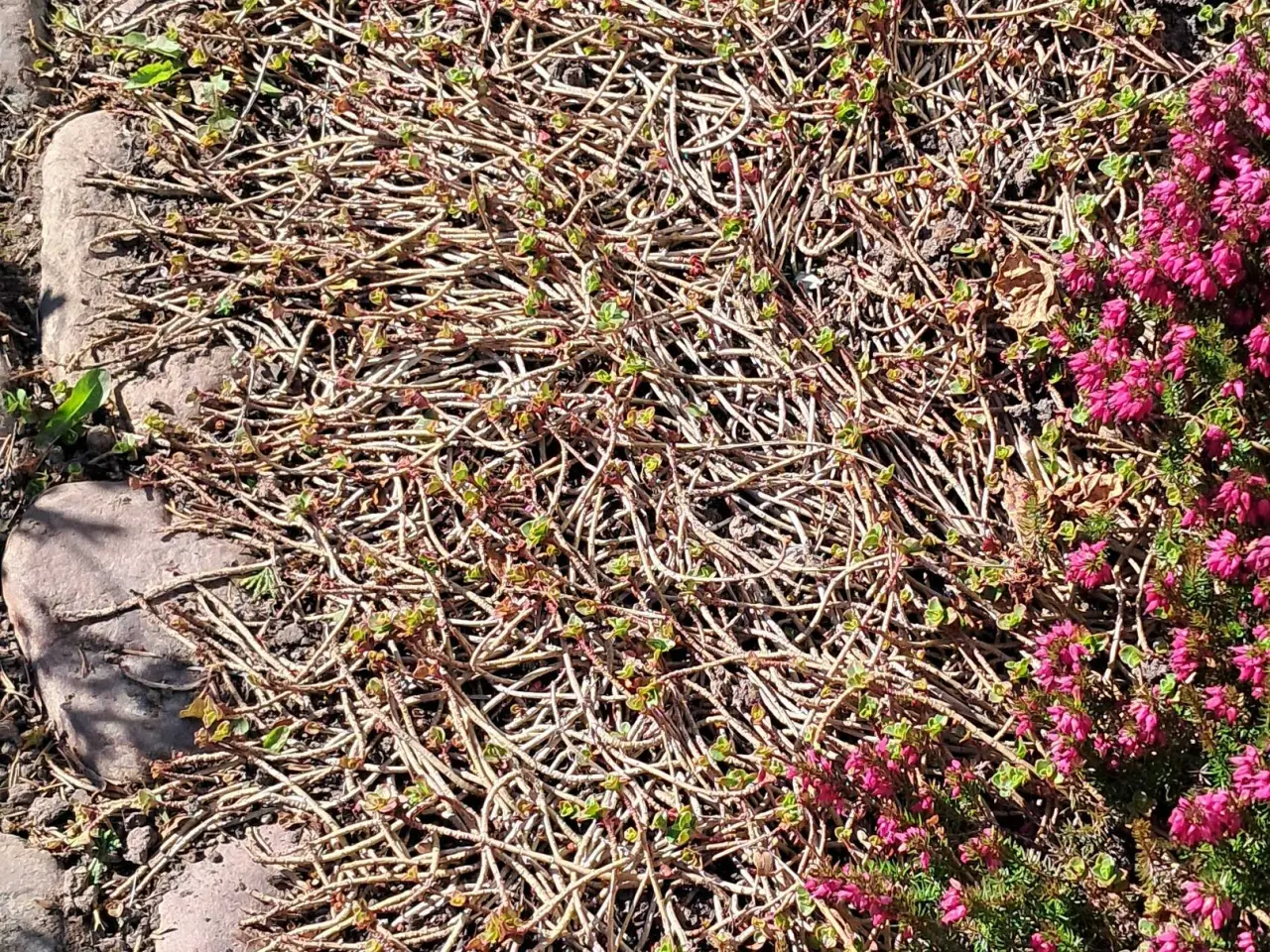 Billede 1 - Sedum bunddække