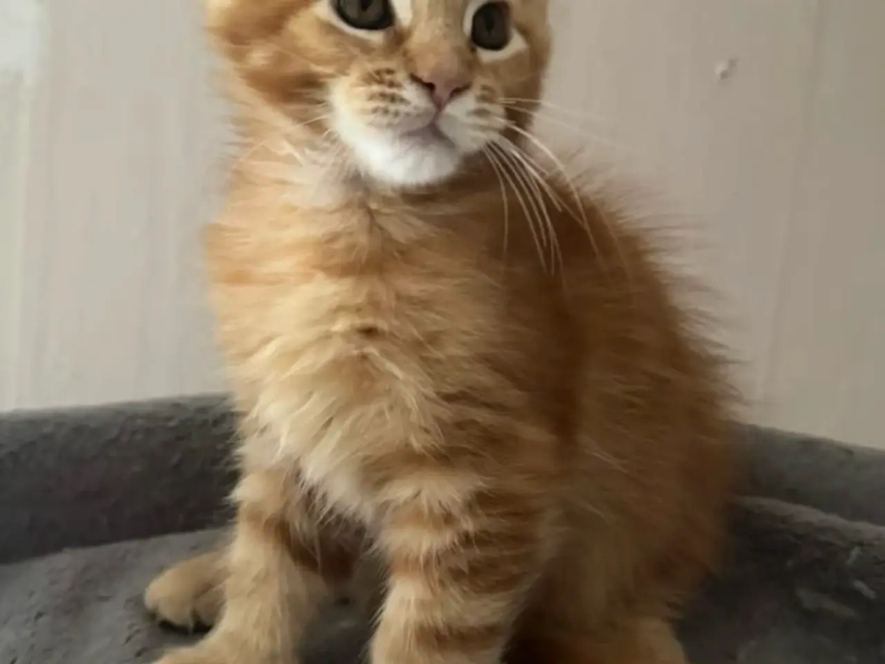 Billede 7 - Maine Coon hankilling