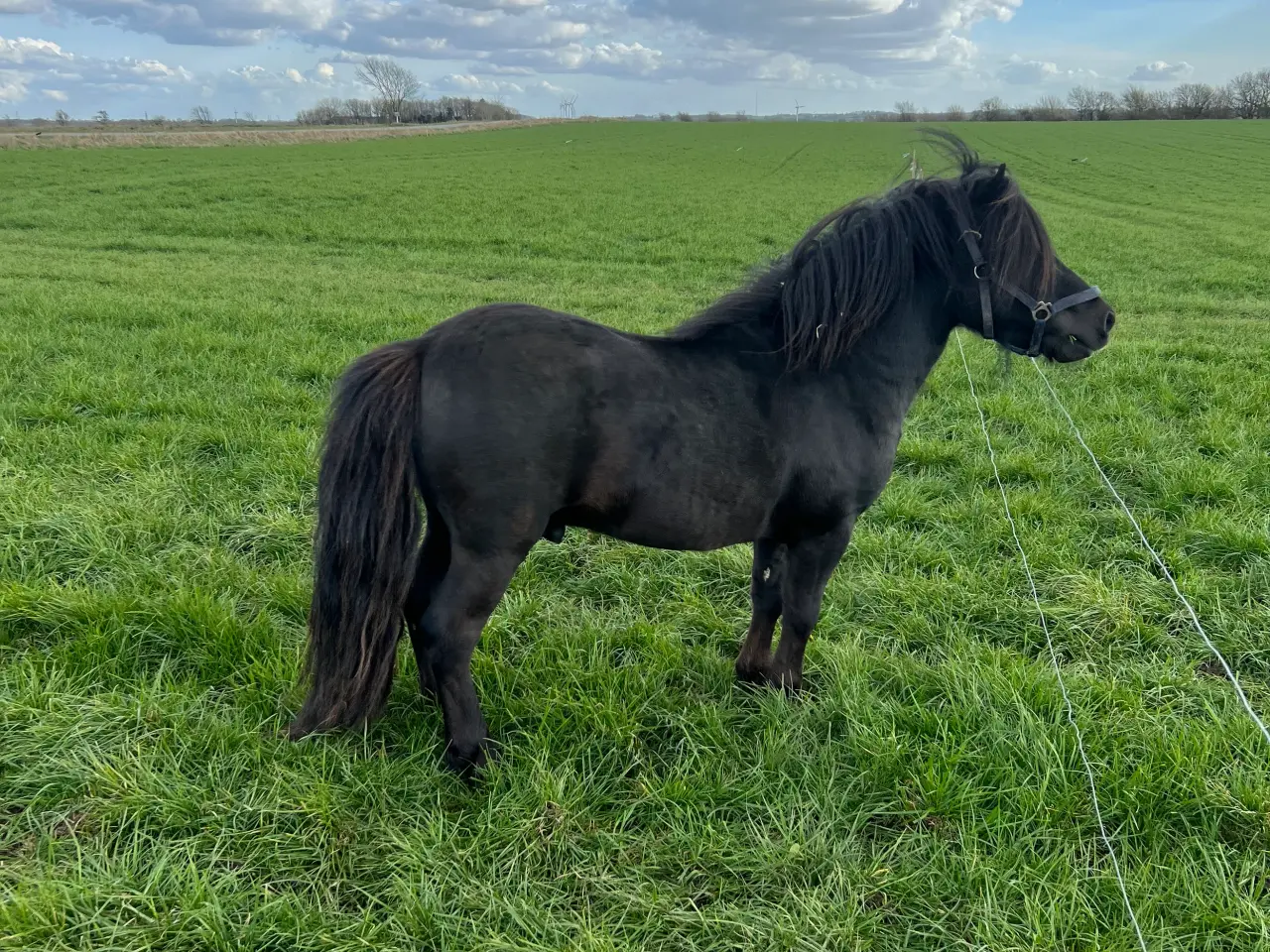 Billede 1 - Dejlig Shetlandshingst
