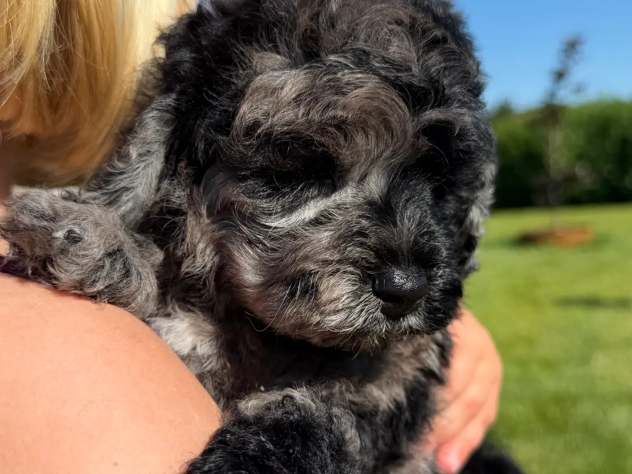 Billede 6 - amerikansk cockapoo dreng