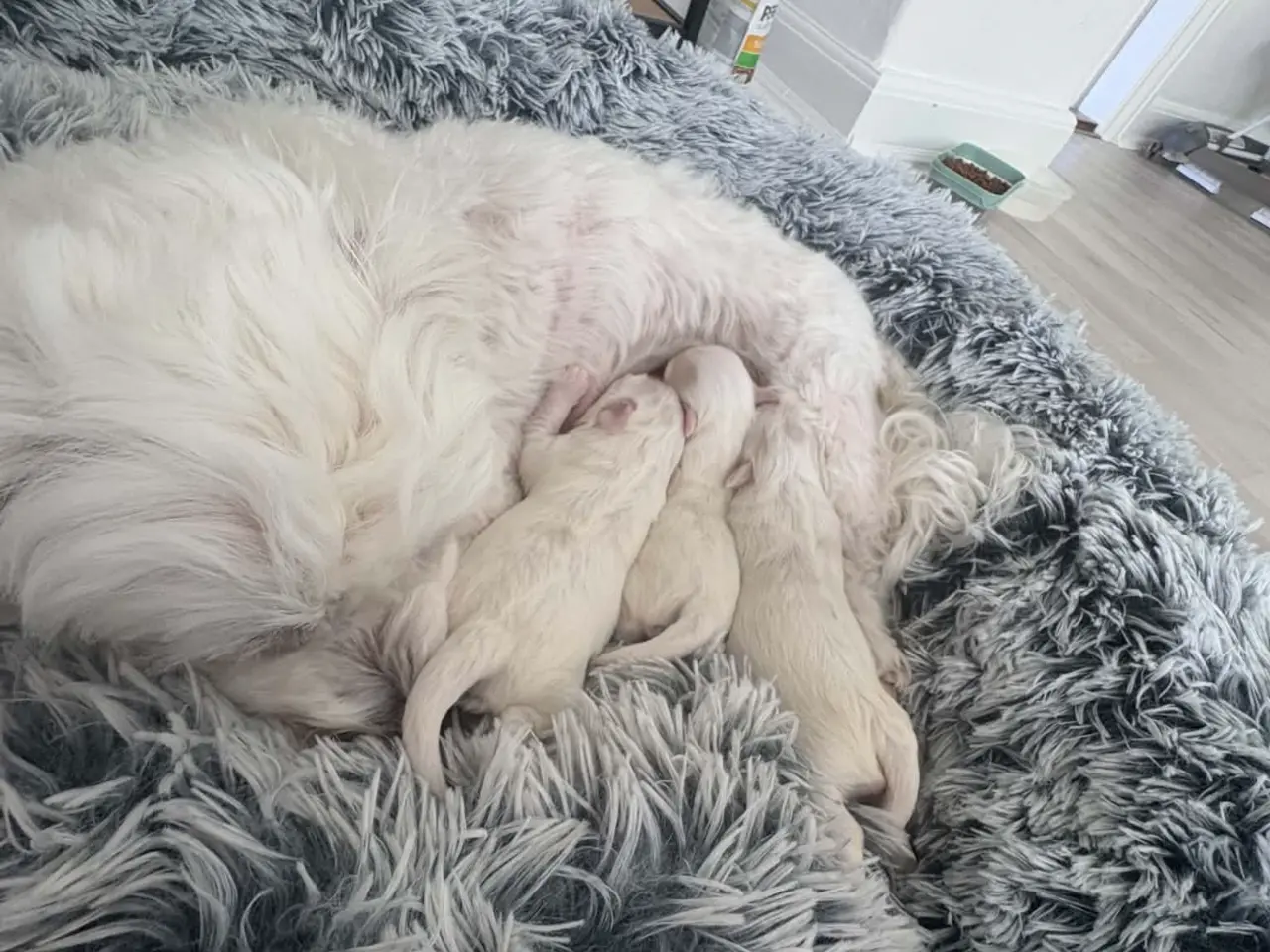 Billede 7 - Malteser hunde hvalpe