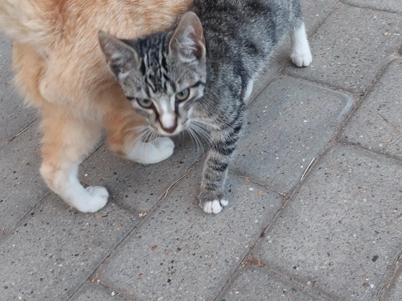 Billede 1 - Han kat